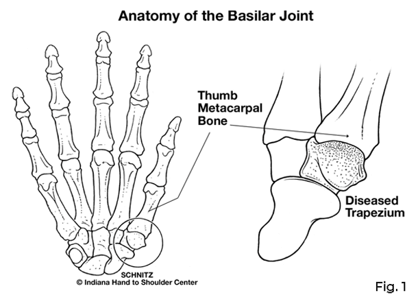 anatomy of the basilar joint diagram