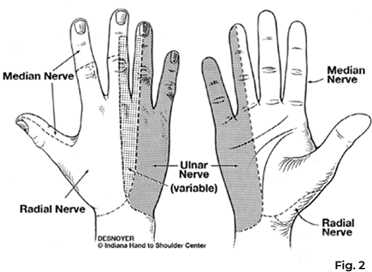 area of ulnar nerve sensation
