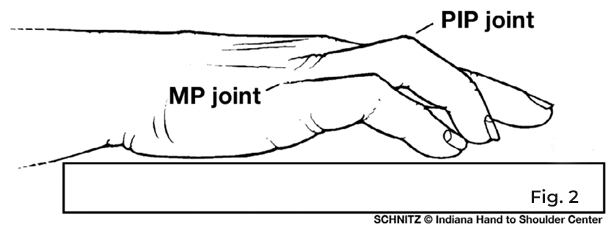 mp joint and pip joint diagram