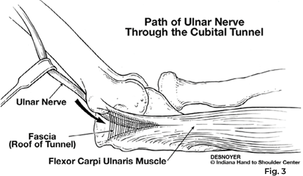 path of ulnar nerve