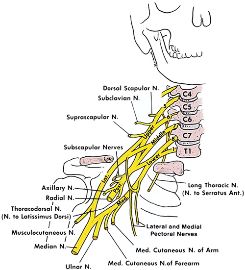 Shoulder nerve anatomy diagram
