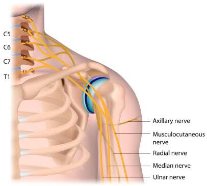 diagram of nerve running through shoulder
